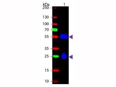 Western Blot: Donkey anti-Mouse IgG (H+L) Secondary Antibody [NB120-6707]