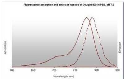 Fluorophore-linked immunosorbent assay: Donkey anti-Rabbit IgG (H+L) Secondary Antibody (Pre-adsorbed) [NBP1-72741]