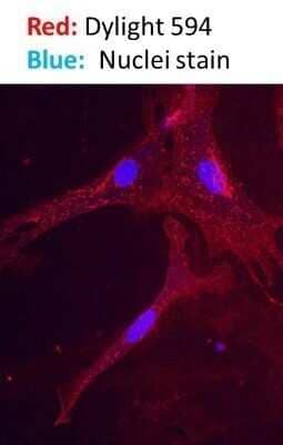 Immunocytochemistry/ Immunofluorescence: Donkey anti-Rabbit IgG (H+L) Secondary Antibody (Pre-adsorbed) [NBP1-75286]