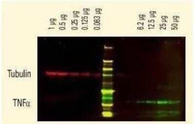 Western Blot: Donkey anti-Rabbit IgG (H+L) Secondary Antibody (Pre-adsorbed) [NBP1-72741]
