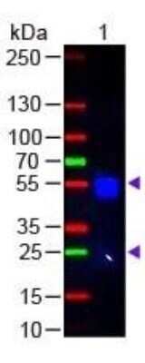 Western Blot: Donkey anti-Rabbit IgG (H+L) Secondary Antibody (Pre-adsorbed) [NBP1-72741]
