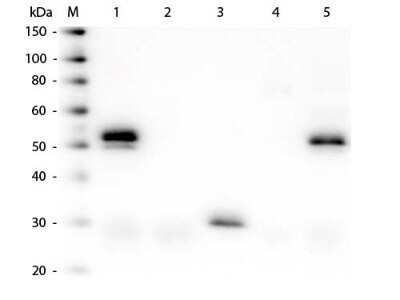 Western Blot: Donkey anti-Rabbit IgG (H+L) Secondary Antibody (Pre-adsorbed) [NBP1-72741]