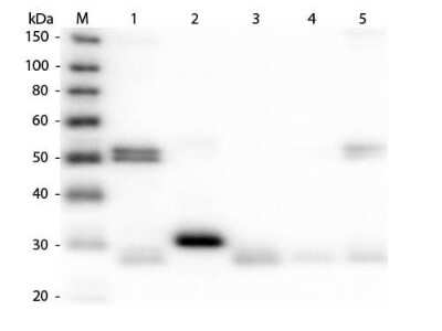 Western Blot: Donkey anti-Rat IgG (H+L) Secondary Antibody (Pre-adsorbed) [NBP1-72743]