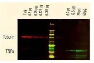 Western Blot: Donkey anti-Sheep IgG (H+L) Secondary Antibody (Pre-adsorbed) [NBP1-72745]