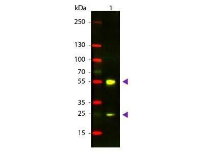 Western Blot: Donkey anti-Sheep IgG (H+L) Secondary Antibody [NBP1-72699]