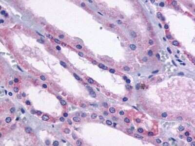 Immunohistochemistry-Paraffin: Dopamine D1R/DRD1 Antibody - BSA Free [NLS43]