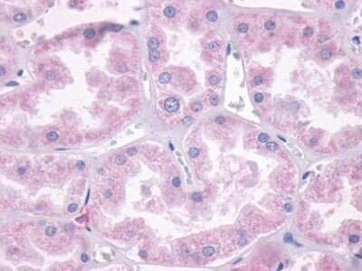Immunohistochemistry-Paraffin: Dopamine D1R/DRD1 Antibody - BSA Free [NLS44]