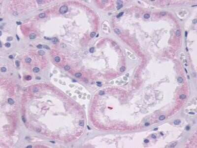 Immunohistochemistry-Paraffin: Dopamine D1R/DRD1 Antibody - BSA Free [NLS44]