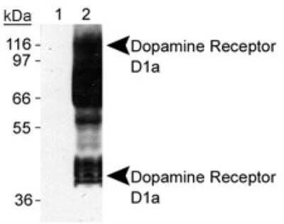 Western Blot: Dopamine D1R/DRD1 Antibody (SG2-D1a)Azide and BSA Free [NBP2-80700]