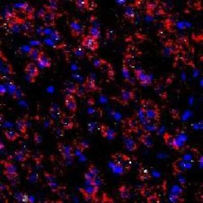 Immunohistochemistry Free-Floating: Dopamine D1R/DRD1 Antibody (SG2-D1a) [NB110-60017]
