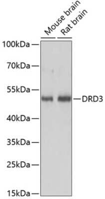 Western Blot: Dopamine D3R/DRD3 AntibodyAzide and BSA Free [NBP2-92178]