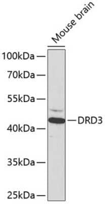 Western Blot: Dopamine D3R/DRD3 AntibodyBSA Free [NBP3-03577]