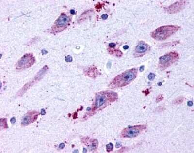 Immunohistochemistry-Paraffin: Dopamine Receptor D4 Antibody - BSA Free [NLS3921]