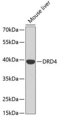 Western Blot: Dopamine Receptor D4 AntibodyBSA Free [NBP2-92418]