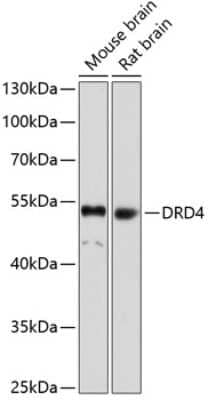 Western Blot: Dopamine Receptor D4 AntibodyBSA Free [NBP2-92717]