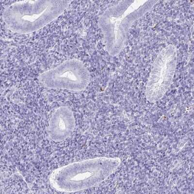 Immunohistochemistry-Paraffin: Doppel Antibody [NBP2-31928]