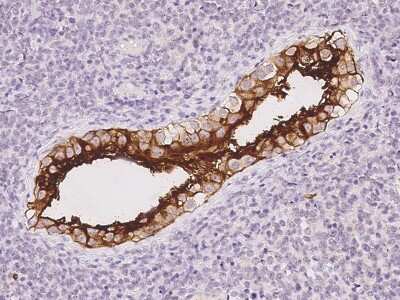 Immunohistochemistry-Paraffin: Doppel Antibody [NBP2-97004]