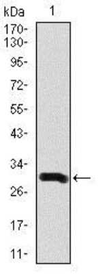 Western Blot: Doublecortin Antibody (2G5)BSA Free [NBP2-37476]