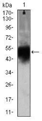 Western Blot: Doublecortin Antibody (2G5)BSA Free [NBP2-37476]