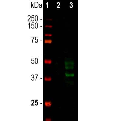 Western Blot: Doublecortin Antibody (3E1) [NBP1-92684]