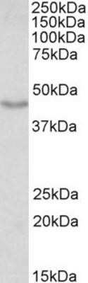 Western Blot: Doublecortin Antibody [NBP1-72042]