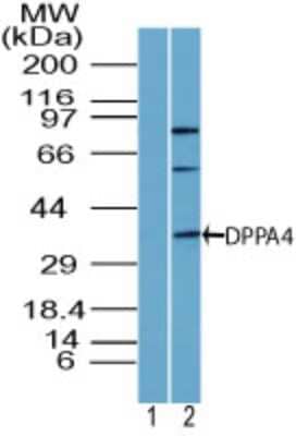 Western Blot: DPPA4 Antibody [NBP2-24656]