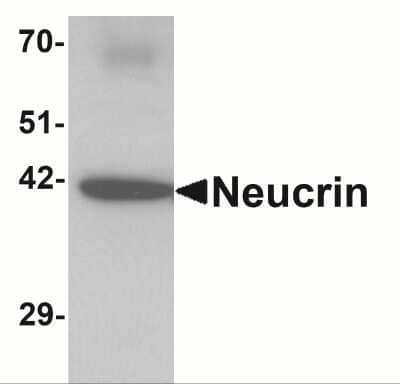 Western Blot: Draxin/C1orf187 AntibodyBSA Free [NBP2-41135]