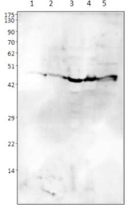 Western Blot: Draxin/C1orf187 Antibody [NBP3-12208]