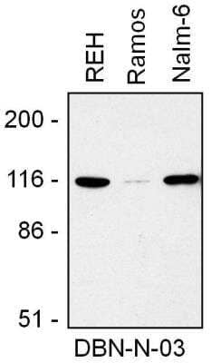 Western Blot: Drebrin 1 Antibody (DBN-N-03) [NBP2-22344]