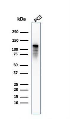 Western Blot: Drebrin 1 Antibody (DBN1/2879)Azide and BSA Free [NBP2-79901]