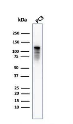 Western Blot: Drebrin 1 Antibody (DBN1/2879) [NBP2-79766]