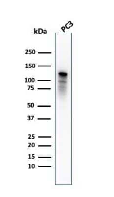 Western Blot: Drebrin 1 Antibody (DBN1/2880)Azide and BSA Free [NBP2-79902]