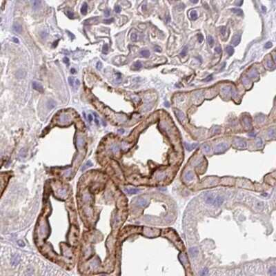 Immunohistochemistry-Paraffin: Drebrin 1 Antibody [NBP2-38813]