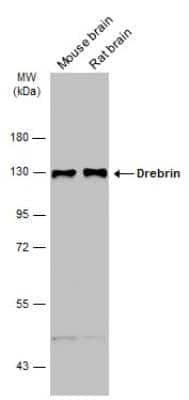 Western Blot: Drebrin 1 Antibody [NBP2-14932]