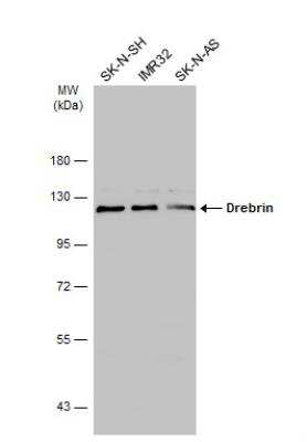 Western Blot: Drebrin 1 Antibody [NBP2-14933]