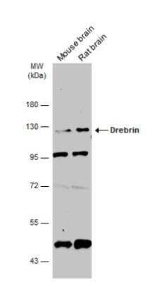 Western Blot: Drebrin 1 Antibody [NBP2-14933]