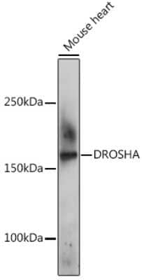 Western Blot: Drosha AntibodyBSA Free [NBP2-92688]