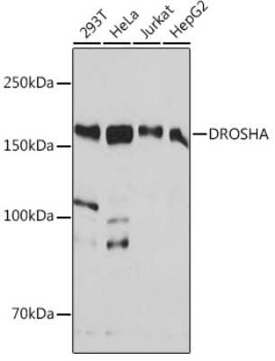 Western Blot: Drosha Antibody (4R0B7) [NBP3-15804]