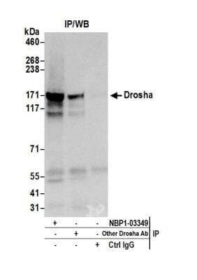Immunoprecipitation: Drosha Antibody [NBP1-03349]