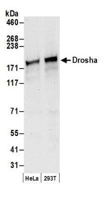 Western Blot: Drosha Antibody [NBP1-03349]