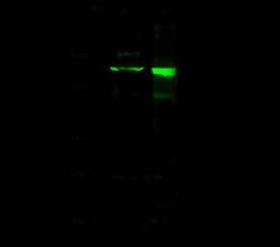 Western Blot: Drosha Antibody [NBP2-99092]