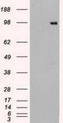 Western Blot: Dtk/TYRO3 Antibody (OTI2C4)Azide and BSA Free [NBP2-71331]