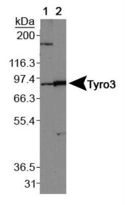 Western Blot: Dtk/TYRO3 AntibodyBSA Free [NBP1-28635]