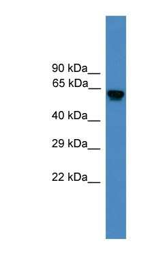 Western Blot: Dub3 Antibody [NBP1-79745]