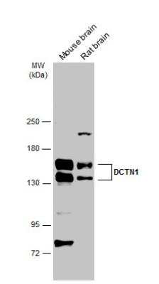 Western Blot: Dynactin Subunit 1/DCTN1 Antibody [NBP1-30880]