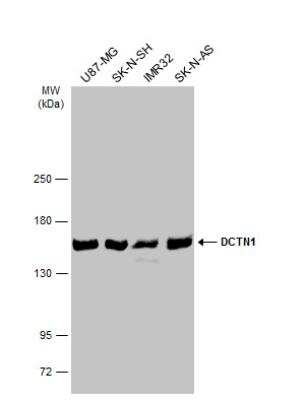 Western Blot: Dynactin Subunit 1/DCTN1 Antibody [NBP1-30880]