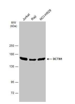 Western Blot: Dynactin Subunit 1/DCTN1 Antibody [NBP1-30880]