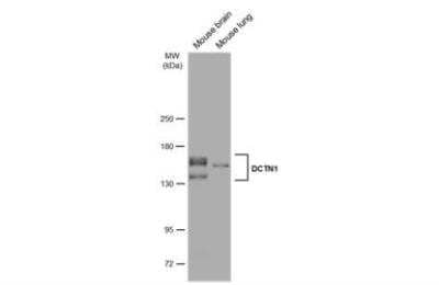 Western Blot: Dynactin Subunit 1/DCTN1 Antibody [NBP1-30880]