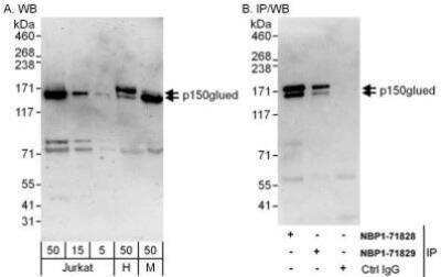 Western Blot: Dynactin Subunit 1/DCTN1 Antibody [NBP1-71829]