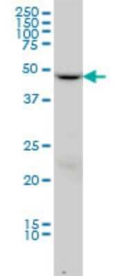 Western Blot: Dynactin Subunit 2/DCTN2/DCTN-50 Antibody (2G7) [H00010540-M01]